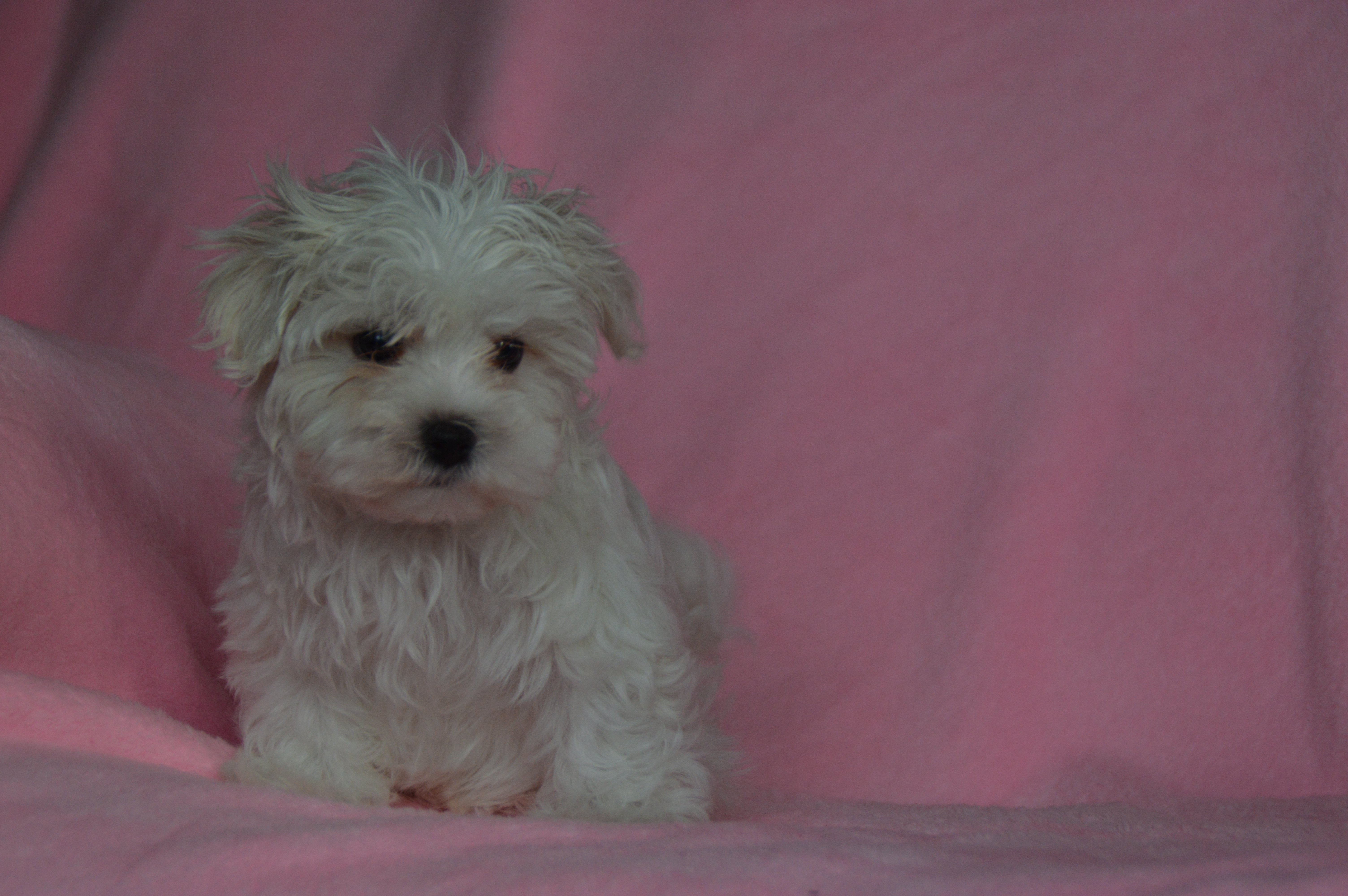 puppy, for, sale, Maltese,   Sunny Meadow Puppies, dog, breeder, Mill Hall, PA, dog-breeder, puppy-for-sale, forsale, nearby, find, puppyfind, locator, puppylocator, aca